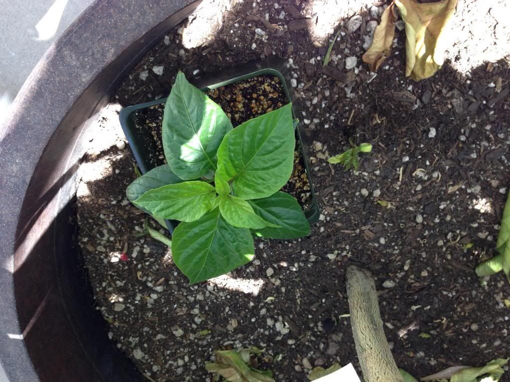  photo Picture024_zps4a8577bd.jpg